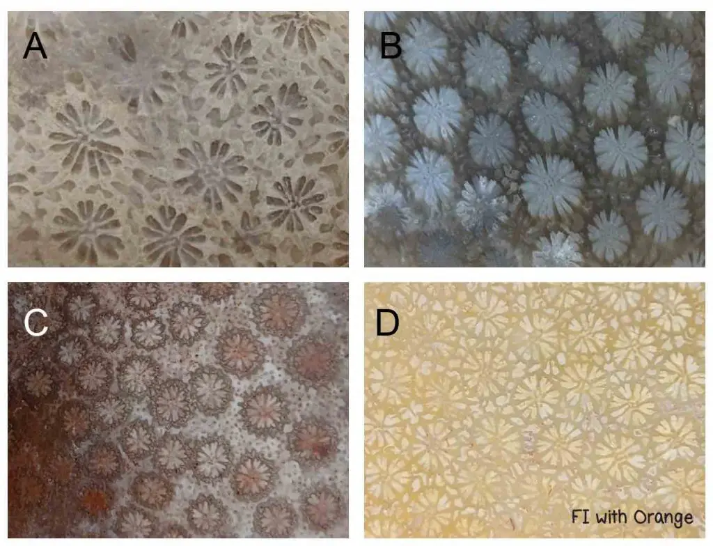 agatized-fossil-coral-daisy-pattern-珊瑚玉