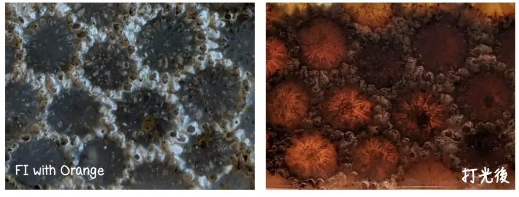 珊瑚玉骨骼花