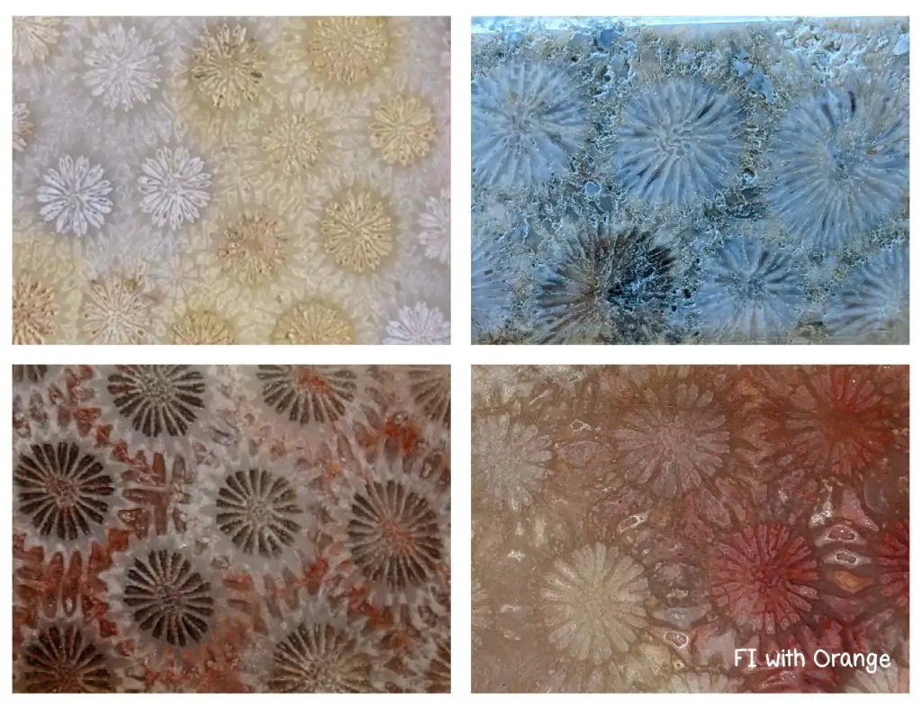 agatized-fossil-coral-big-daisy-pattern